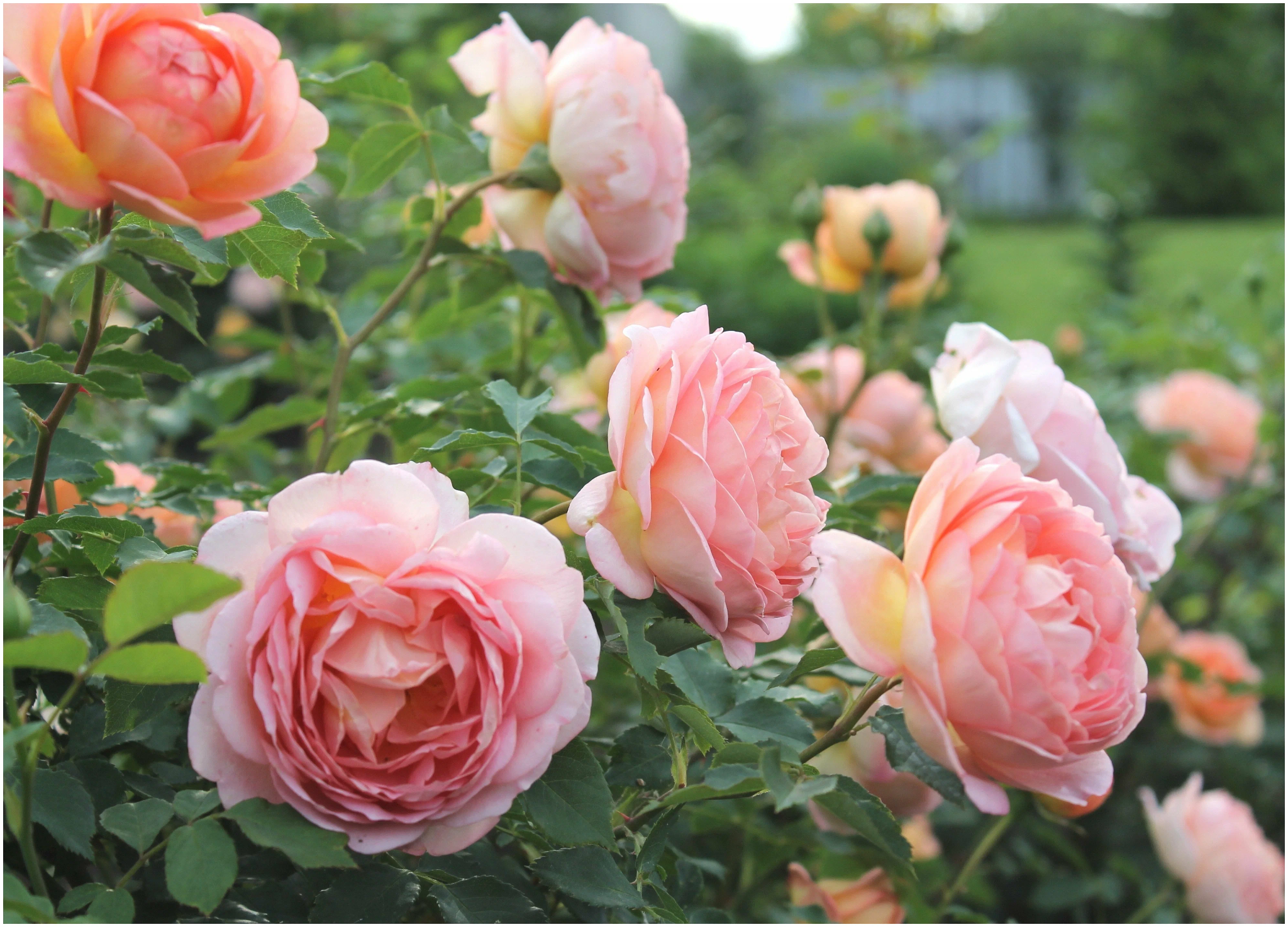 Розы в ландшафтном дизайне