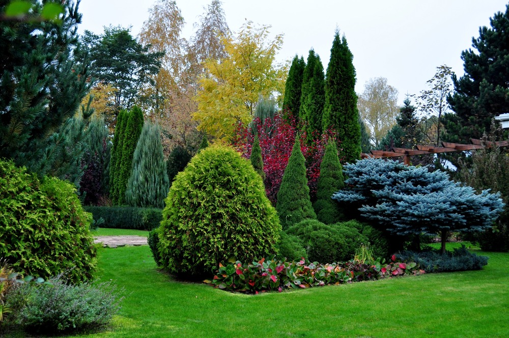 Хвойные деревья в ландшафтном дизайне