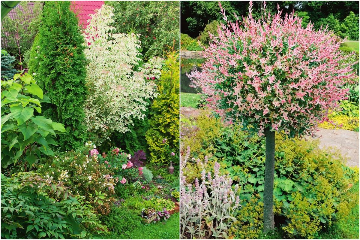 Быстрорастущие растения для озеленения участка