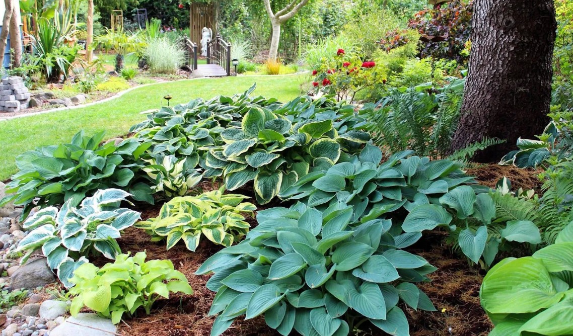 Хоста в ландшафтном дизайне