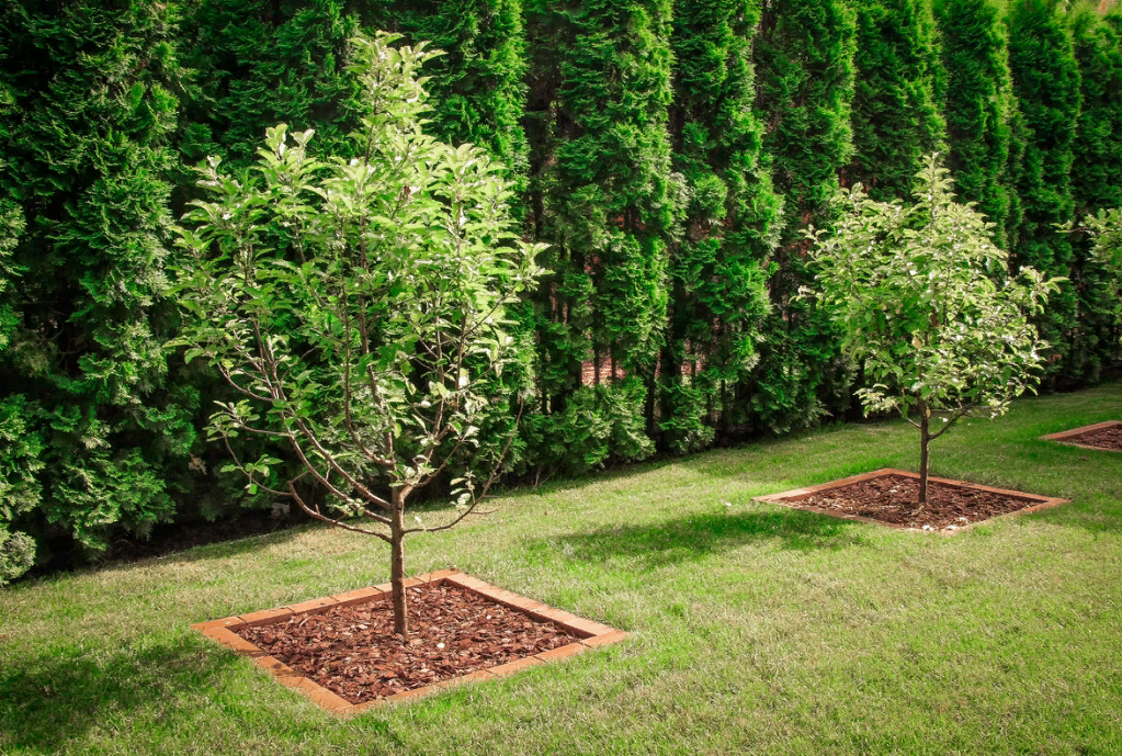 ​  Посадка деревьев и кустарников – рекомендации и правила